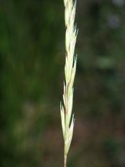 Festuca occitanica