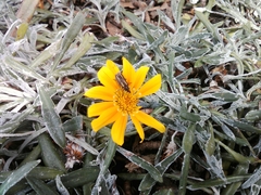 Astylus vittaticollis