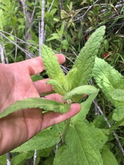 Stachys stebbinsii
