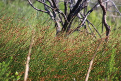 Platycaulos compressus