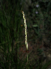 Festuca occitanica