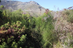 Platycaulos compressus