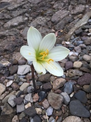 Zephyranthes concolor