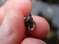 Paciocinebrina gracillima