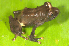 Pristimantis antisuyu