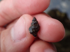 Paciocinebrina gracillima