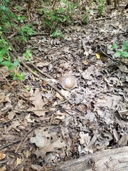 Terrapene carolina triunguis