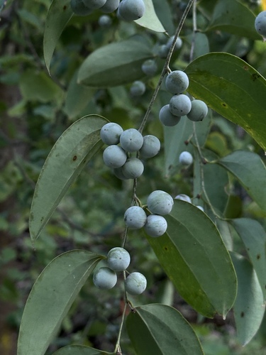 Lanceleaf greenbrier (Smilax domingensis)