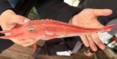 Armed Gurnard photo 2