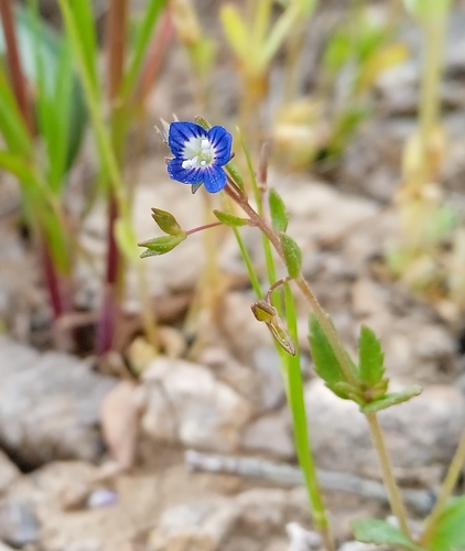 Image of Veronica biloba by (c) Igor Karyakin, some rights reserved (CC BY)