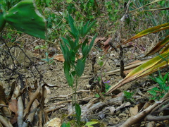 Vicia lens