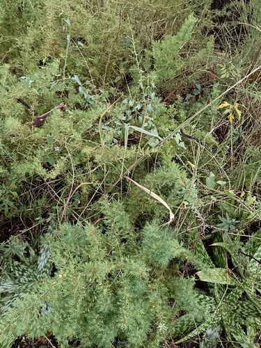 Image of Catthorn Asparagus (Asparagus suaveolens) by (c) Hildegard Klein, some rights reserved (CC BY)