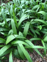 Bletilla striata
