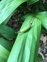 Bletilla striata