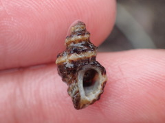 Paciocinebrina atropurpurea