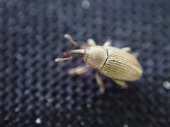 Tychius