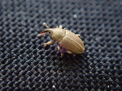 Tychius