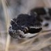 Crotalus oreganus - Photo (c) David Hofmann, some rights reserved (CC BY-NC-ND)