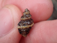 Paciocinebrina atropurpurea