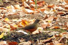Turdus rufiventris