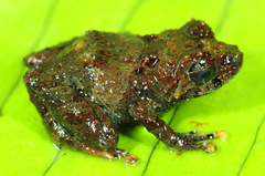 Pristimantis erythroinguinis