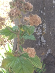 Fuertesimalva echinata