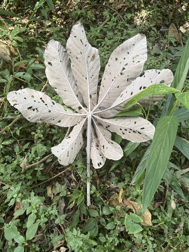 Foto de Embaúba