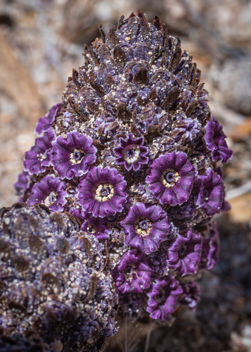 Desert christmas tree (Pholisma arenarium)