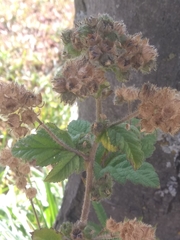 Fuertesimalva echinata