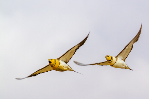 Ganga ibérica (Pterocles alchata)