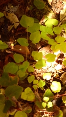 Vancouveria hexandra