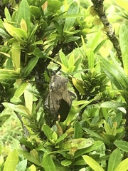 Pachylis laticornis