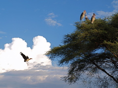 Leptoptilos crumenifer