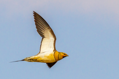 Ganga ibérica (Pterocles alchata)