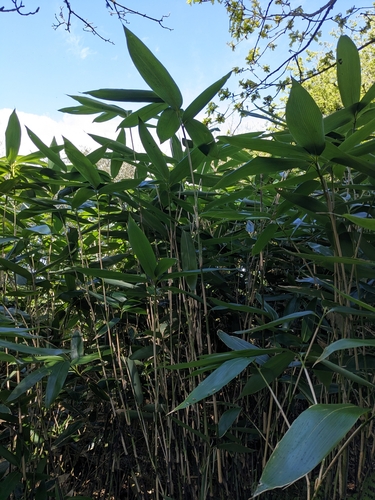 Image of Sasa palmata by (c) Rhonda Ridley, some rights reserved (CC BY-SA)