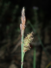 Carex flacca