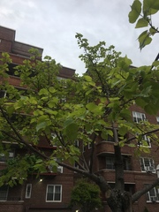 Pyrus calleryana