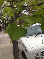 Pyrus calleryana
