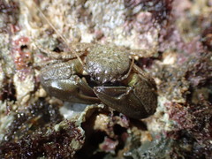 Petrolisthes cabrilloi