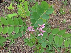 Robinia hispida rosea
