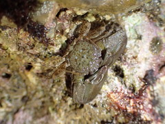 Petrolisthes cabrilloi