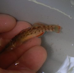 Etheostoma artesiae