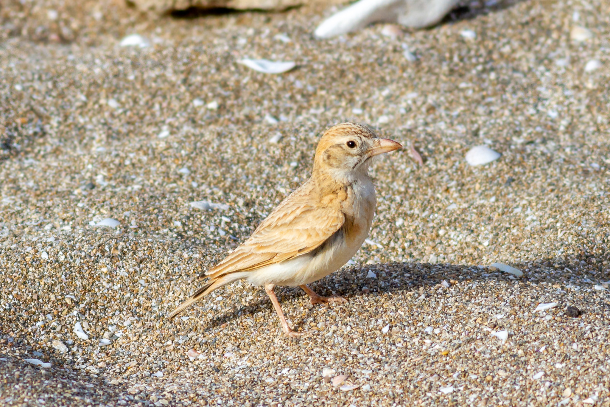 Arabian Lark (Eremalauda eremodites)