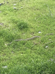 Pituophis catenifer