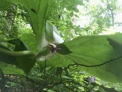 Trillium rugelii