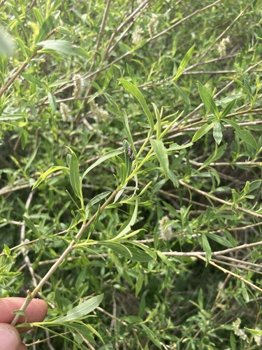 Salix vinogradovii, photograph 5