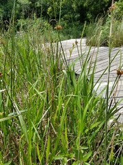 Panicum hemitomon