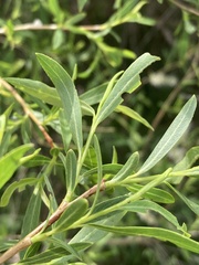 Salix vinogradovii, photograph (c) Stanislav Murashkin, some rights reserved (CC BY)