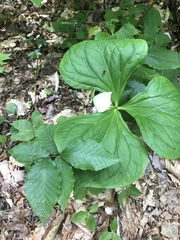 Trillium rugelii