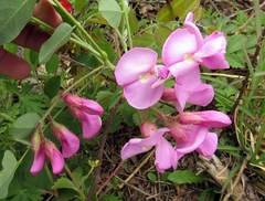 Robinia hispida rosea